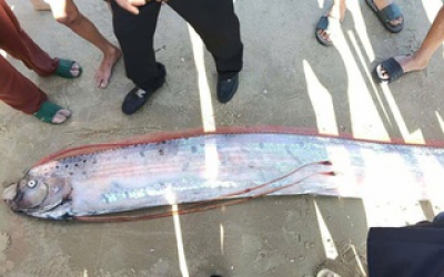 C&aacute; M&aacute;i ch&egrave;o d&agrave;i gần 4 m dạt v&agrave;o bờ biển ở L&acirc;m Đồng, người hiếu kỳ v&acirc;y quanh