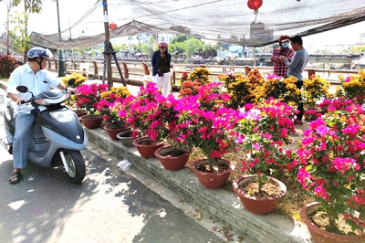 Ninh Kiều tổ chức nhiều điểm kinh doanh hoa kiểng, b&aacute;nh kẹo thời vụ Tết