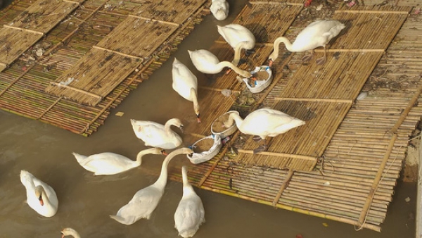 Đưa thi&ecirc;n nga bị sốc nhiệt ở Hải Ph&ograve;ng l&ecirc;n H&agrave; Nội kiểm tra