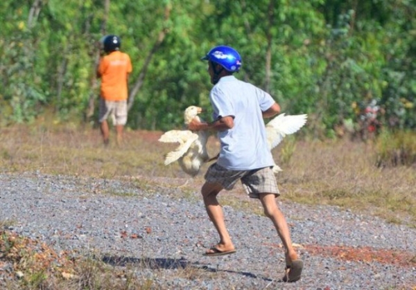 Lật xe tải chở vịt: D&acirc;n x&uacute;m v&agrave;o 'h&ocirc;i' của, CGST to&aacute;t mồ h&ocirc;i xin lại