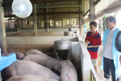 Huy động cả hệ thống ch&iacute;nh trị v&agrave;o c&ocirc;ng t&aacute;c ph&ograve;ng, chống bệnh dịch tả heo ch&acirc;u Phi