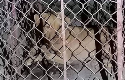 Đi qua k&yacute; t&uacute;c x&aacute;, 1 nữ lao c&ocirc;ng bị ch&oacute; nam sinh nu&ocirc;i lao ra cắn x&eacute;