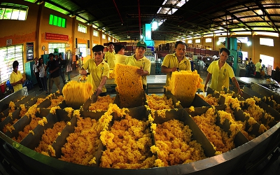 Tạo sức bật cho ngành cao-su