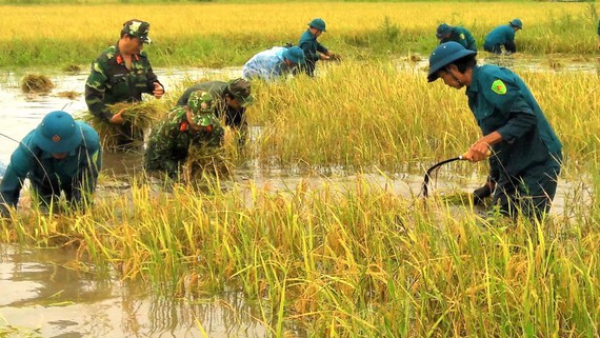 ĐBSCL thất mùa lúa vì mưa dầm