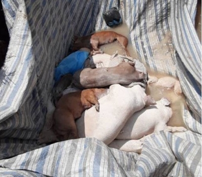 Dịch tả heo ch&acirc;u Phi xuất hiện tại Long An