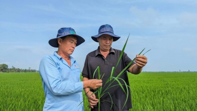 Kỷ lục của một nông dân xuất sắc ở Cần Thơ