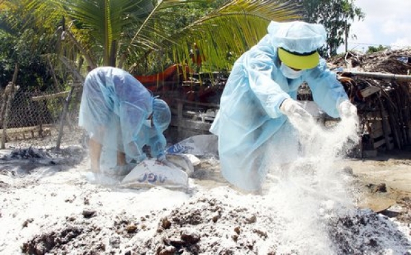 Dịch tả lợn Ch&acirc;u Phi tấn c&ocirc;ng: Người chăn nu&ocirc;i phải tự cứu lấy m&igrave;nh!