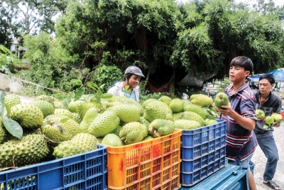 Nông dân trồng mãng cầu xiêm phấn khởi vì giá tăng