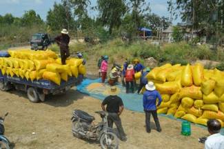 Ti&ecirc;u thụ l&uacute;a gạo ở ĐBSCL: Hợp t&aacute;c thay v&igrave; nhờ giải cứu!