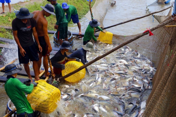 Giá cá tra xuống thấp, người nuôi không có lợi nhuận