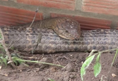 Cặp 'rắn hổ m&acirc;y' nặng 60 kg, d&agrave;i hơn 6 m ở n&uacute;i Cấm