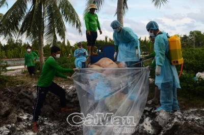 C&agrave; Mau ti&ecirc;u hủy 252 con heo nhiễm dịch tả heo ch&acirc;u Phi