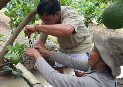 Trái cây &quot;độc, lạ&quot; mất mùa