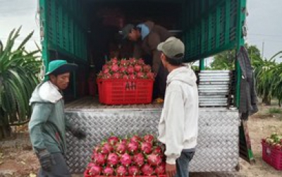 Thanh long Bình Thuận rớt giá sâu đầu vụ, nhà vườn lao đao
