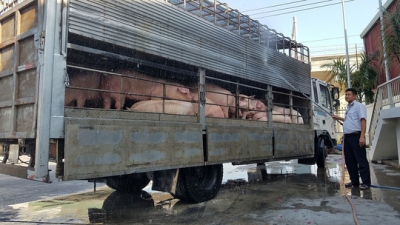 Nam Bộ căng m&igrave;nh chống dịch tả heo