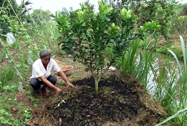 Huyện Long Mỹ: Sẽ chuyển đổi 517ha đất trồng lúa
