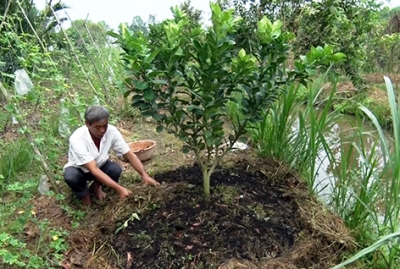 Huyện Long Mỹ: Sẽ chuyển đổi 517ha đất trồng lúa