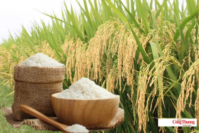 Gi&aacute; l&uacute;a gạo h&ocirc;m nay ng&agrave;y 2/10/2026: L&uacute;a tươi biến động tr&aacute;i chiều