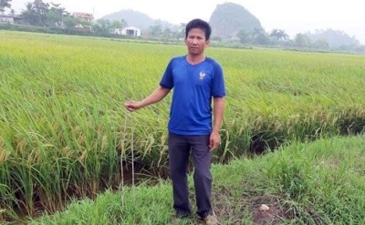 Truy t&igrave;m kẻ xấu cắm nhiều thanh sắt xuống ruộng để ph&aacute; m&aacute;y gặt l&uacute;a