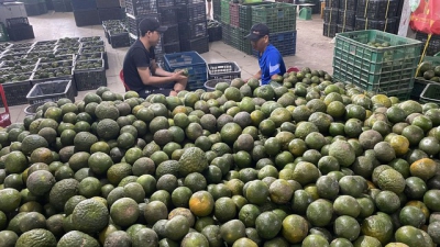 Giải cứu cam sành đến khi nào?