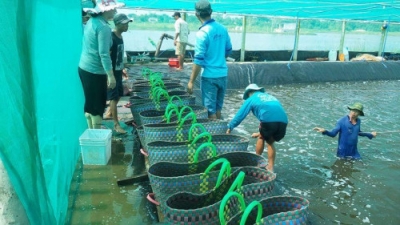 Huyện Cái Nước, Cà Mau: Ph&aacute;t triển kinh tế - xã hội to&agrave;n diện