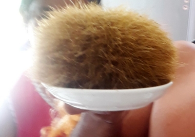 S&oacute;c Trăng: Mổ lợn 300kg ăn Tết, ph&aacute;t hiện vật thể lạ