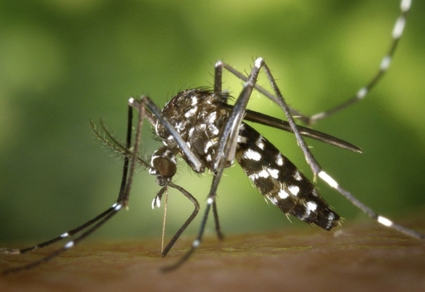 Bộ Y tế b&aacute;c th&ocirc;ng tin Việt Nam xuất hiện ca bệnh Chikungunya