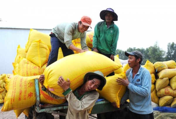 C&Aacute;NH ĐỒNG LỚN&hellip; HỤT HƠI: Để c&aacute;nh đồng lớn thật sự lớn