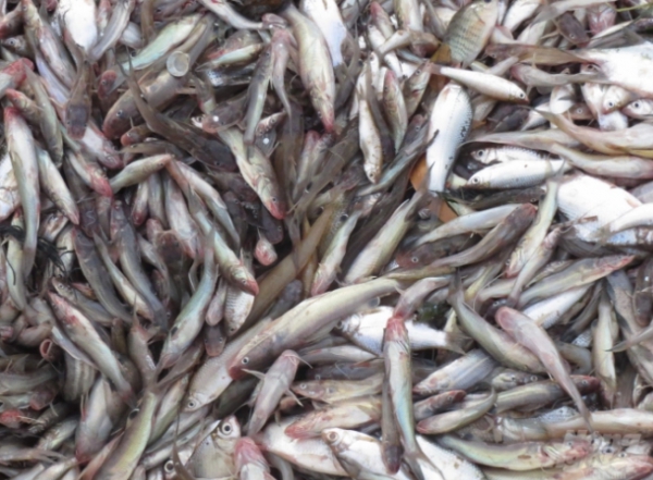 Làm giàu nhờ nuôi cá chốt