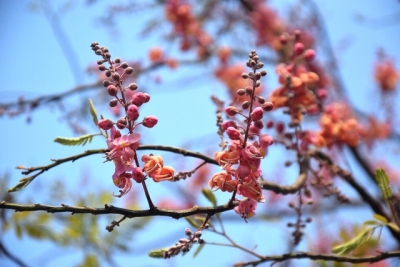 Mùa bông ô môi ở miệt Đồng Tháp