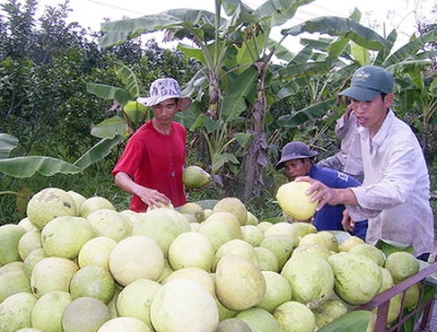 Xây dựng nhiều vùng nông sản chuyên canh