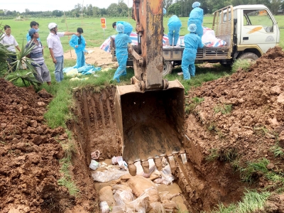 An Ph&uacute; tập trung kiểm so&aacute;t bệnh dịch tả heo Ch&acirc;u Phi