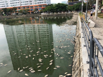 C&aacute; chết ở hồ &ocirc;ng Dũng &ldquo;l&ograve; v&ocirc;i&rdquo; định cải tạo l&agrave; do thiếu oxy...