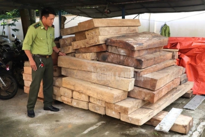 Phát hiện gỗ lậu cất giấu trên đất của trưởng phòng ở Quảng Nam