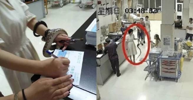 Bị rắn cắn, c&ocirc; g&aacute;i v&ocirc; tư bắt rắn mang tới bệnh viện