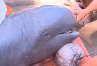 Sau 2 ng&agrave;y được vận động, ngư d&acirc;n đồng &yacute; giao x&aacute;c c&aacute; nược 150 kg