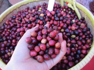 Cà phê đang “rớt giá khủng khiếp”