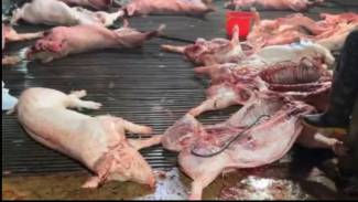 Nhức nhối heo bệnh tuồn ra thị trường, Thủ tướng chỉ đạo chấn chỉnh kiểm so&aacute;t giết mổ