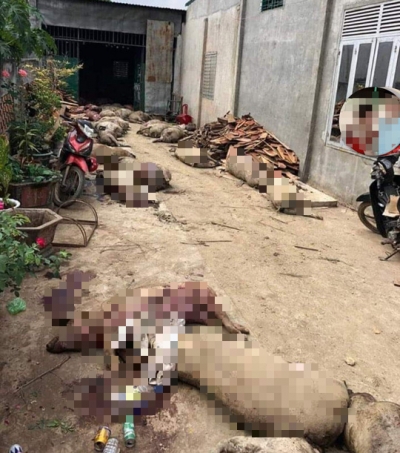 Bịa đặt th&ocirc;ng tin 800 con heo bị dịch bệnh đ&agrave;o l&ecirc;n để b&aacute;n