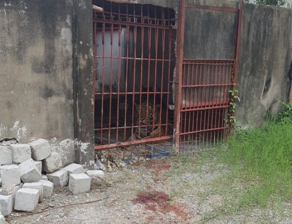 Vụ hổ cắn l&igrave;a tay người ở B&igrave;nh Dương: Diễn biến mới