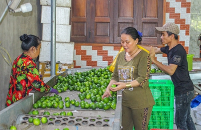 Ứng dụng công nghệ cao sản xuất nông nghiệp
