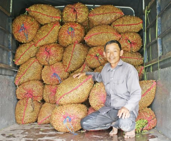 Trồng đậu nành rau lời cao