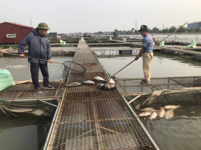 C&aacute; nu&ocirc;i lồng tr&ecirc;n s&ocirc;ng chết bất thường h&agrave;ng loạt
