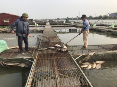 Cá nuôi lồng trên sông chết bất thường hàng loạt