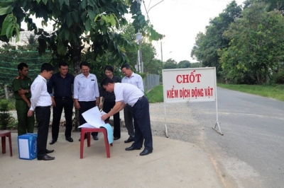 Dịch tả heo châu Phi lan rộng ở Lâm Đồng và Long An