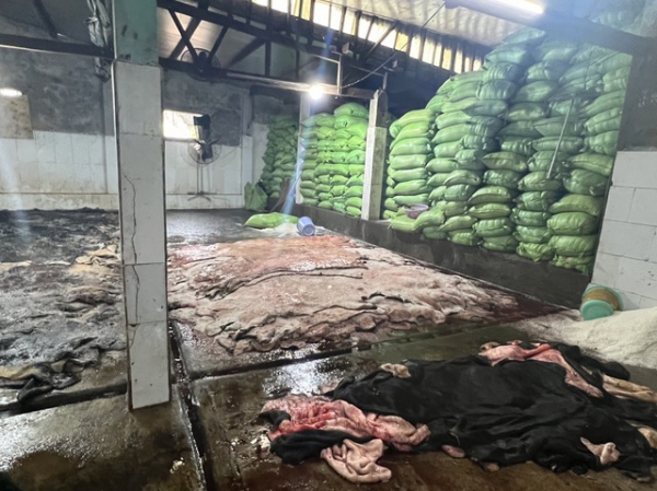 Kinh hãi 4 tấn da bò đang phân hủy, chuẩn bị tung ra thị trường