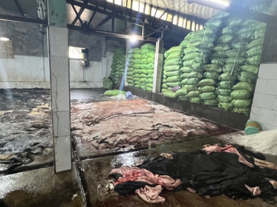 Kinh hãi 4 tấn da bò đang phân hủy, chuẩn bị tung ra thị trường