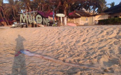 Th&ecirc;m 1 con c&aacute; m&aacute;i ch&egrave;o dạt v&agrave;o bờ biển Mũi N&eacute;, thu h&uacute;t sự hiếu kỳ