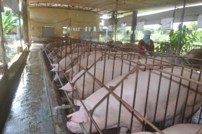 Dịch tả heo ch&acirc;u Phi: Nguy cơ l&acirc;y nhiễm v&agrave;o TP HCM rất cao