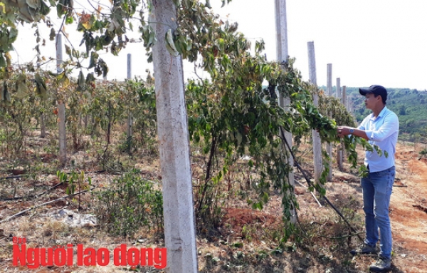 C&ocirc;ng an v&agrave;o cuộc vụ vườn chanh d&acirc;y tiền tỷ bị chặt ph&aacute; t&agrave;n độc